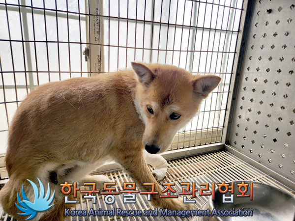 한국동물구조관리협회_441560202500179